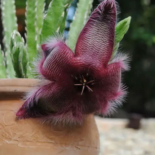 Stapelia gettleffii