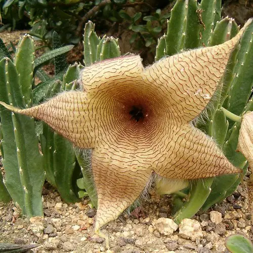 Stapelia gigantea