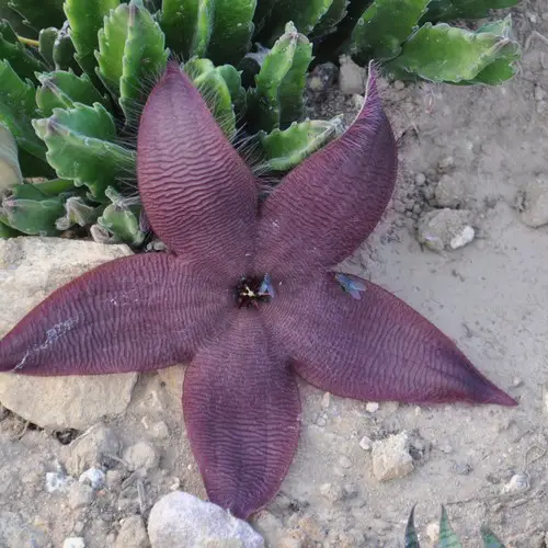 Stapelia grandiflora