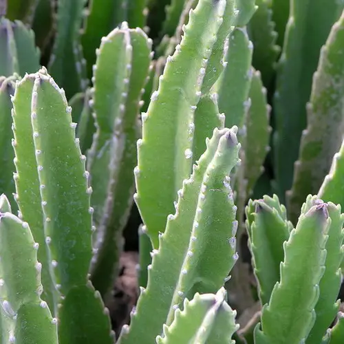 Tiges de Stapelia