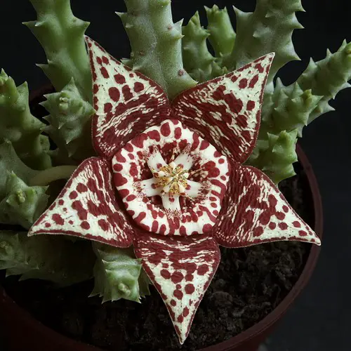 Stapelia variegata