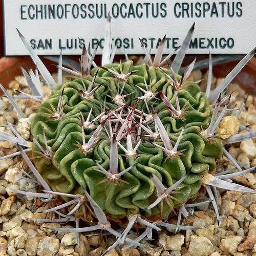 Stenocactus crispatus (Echinofossuloc. lamellosus)