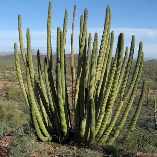 Stenocereus thurberi