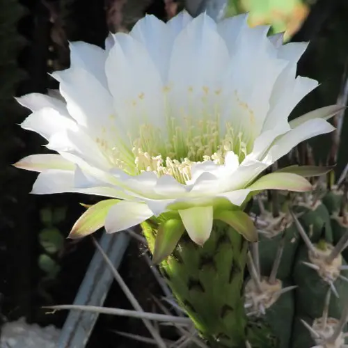 Fleur de Stetsonia