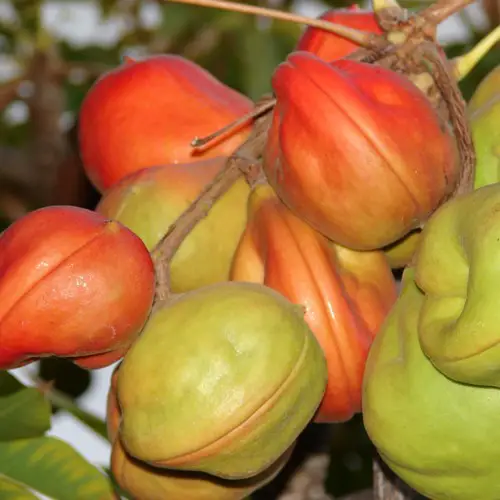 Fruits de Stetsonia