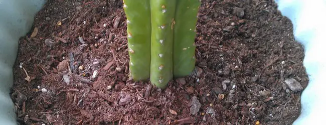 Substrat cactus