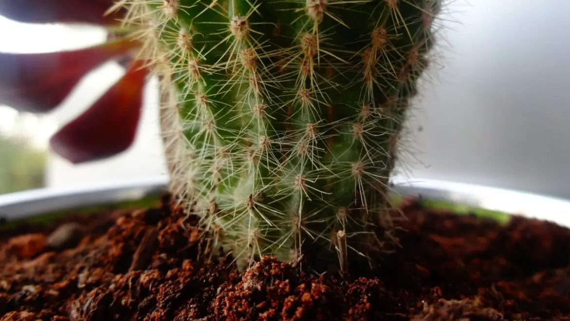 Substrat cactus