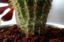 Substrat cactus