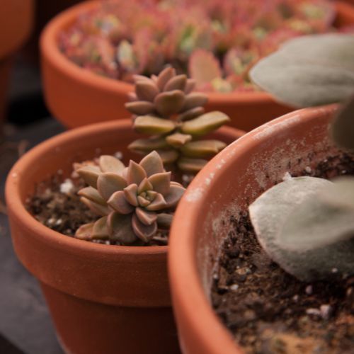 Succulentes pots en terre cuite