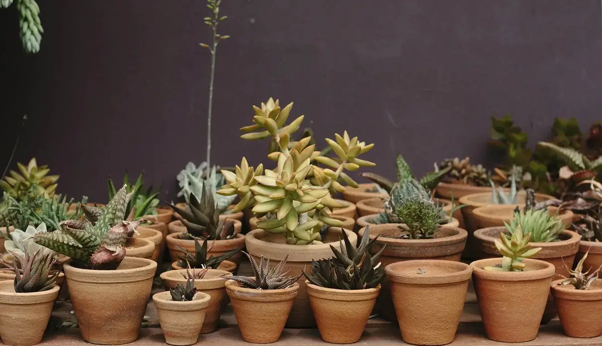 Plantes succulentes