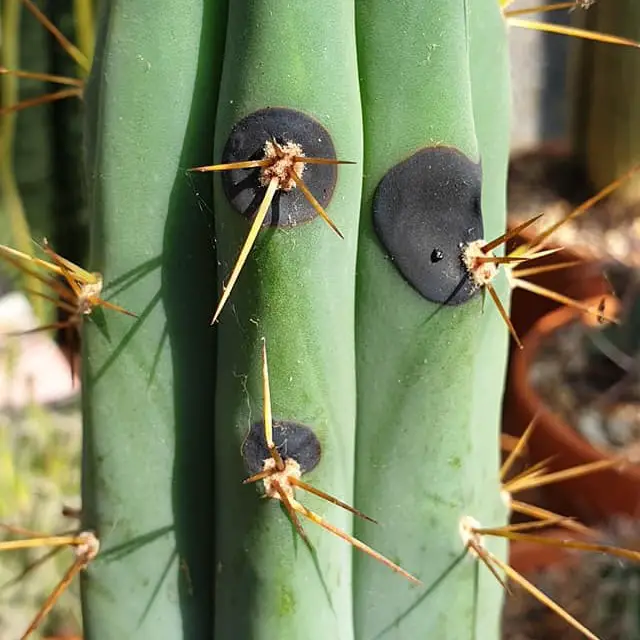 Taches noire d'humidité