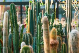 Tailler couper un cactus