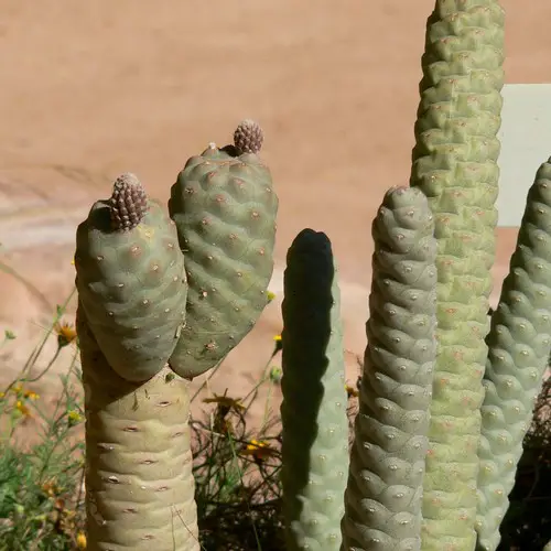 Tephrocactus articulatus var. inermis