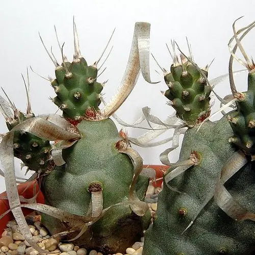 Tephrocactus articulatus