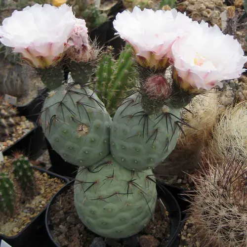 Tephrocactus geometricus