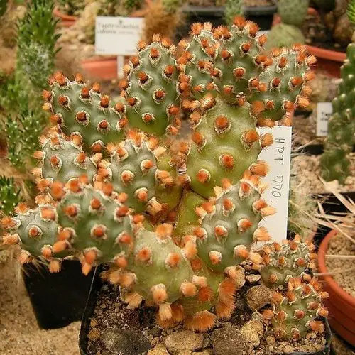 Tephrocactus molinensis