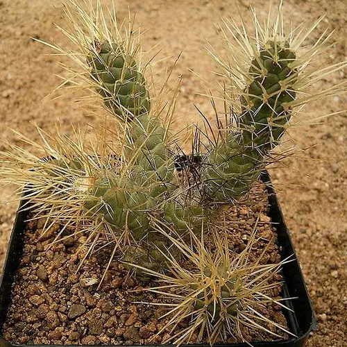 Tephrocactus weberi