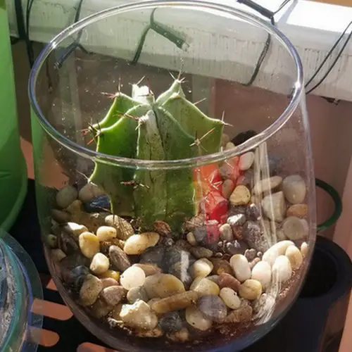 Cactus dans bocal en verre