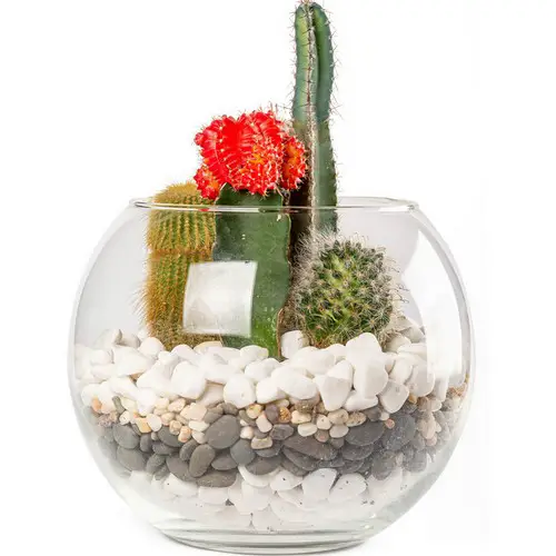 Succulentes globe verre