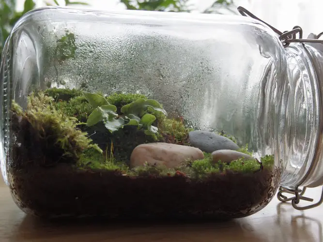 Terrarium fermé