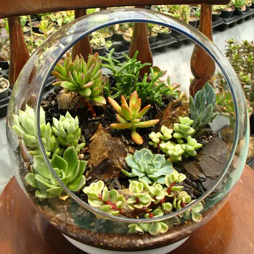 Terrarium succulentes