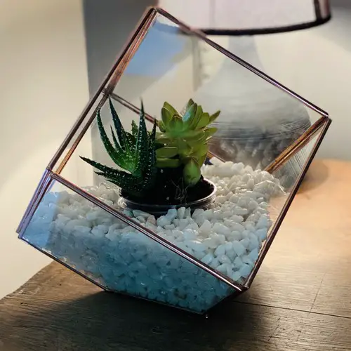 Terrarium succulentes