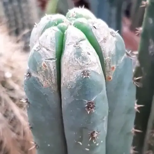 Cactus touché par les thrips