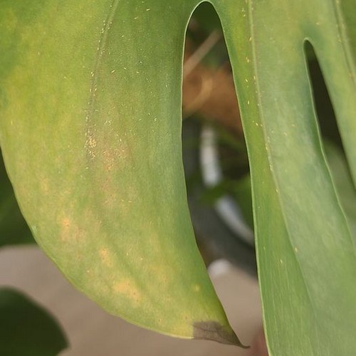 Feuille décolorée et tachée thrips