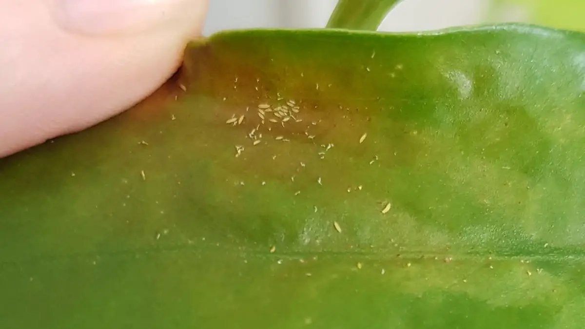 Thrips