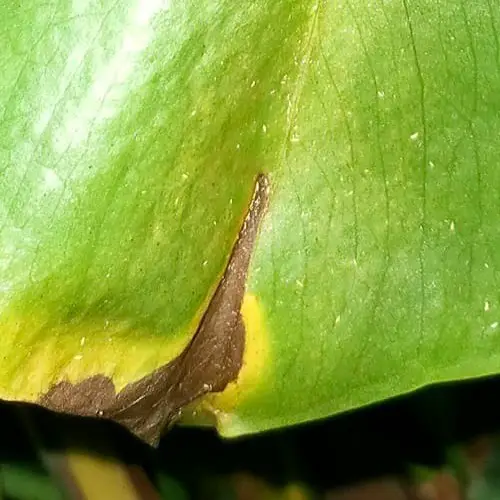 Thrips Monstera