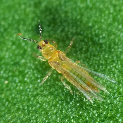 Thrips