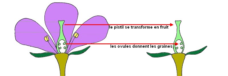 Transformation fleur en fruit