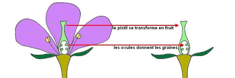 Transformation fleur en fruit