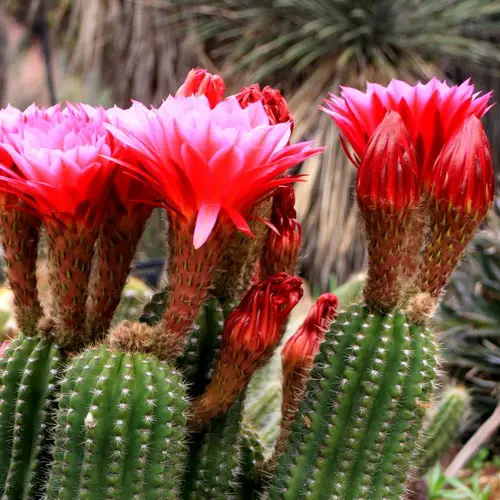 Fleurs de Trichocereus huascha