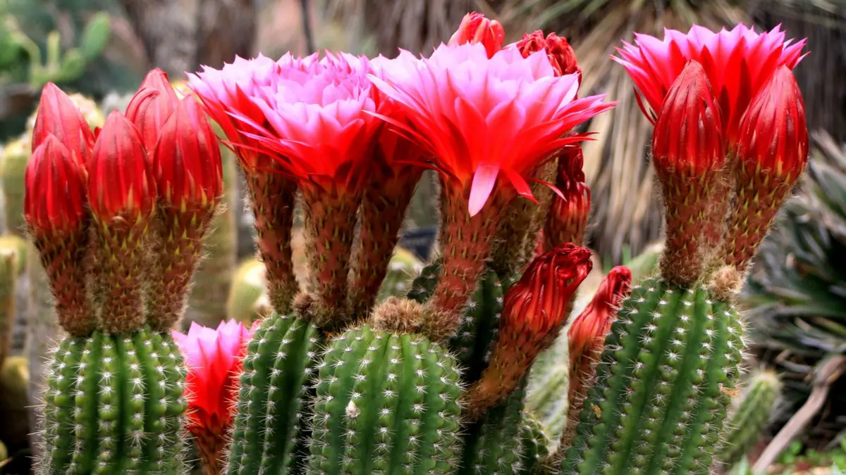 Trichocereus huascha