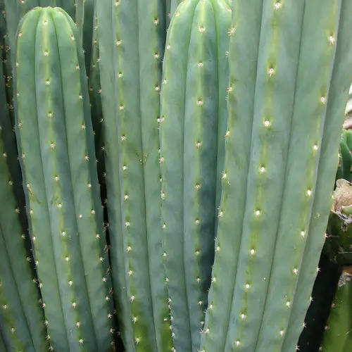 Trichocereus pachanoi (cactus San Pedro)