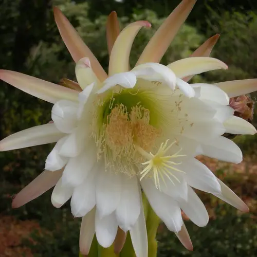 Fleur de cactus San Pedro