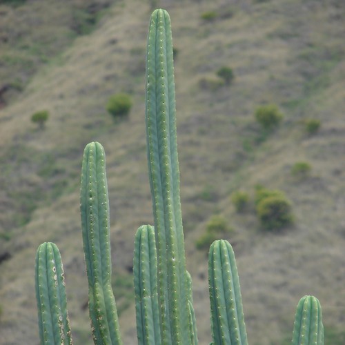 Trichocereus pachanoi (cactus San Pedro)