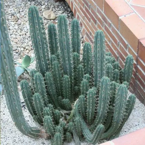 Trichocereus pachanoi