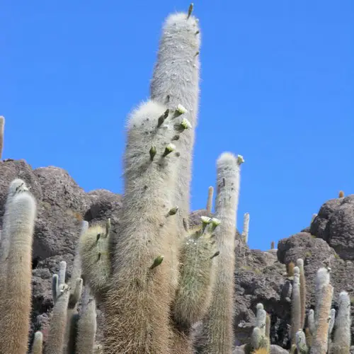 Trichocereus pasacana