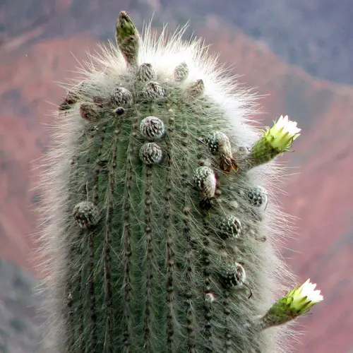 Trichocereus pasacana