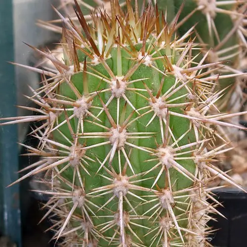 Trichocereus pasacana jeune