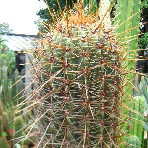 Trichocereus pasacana