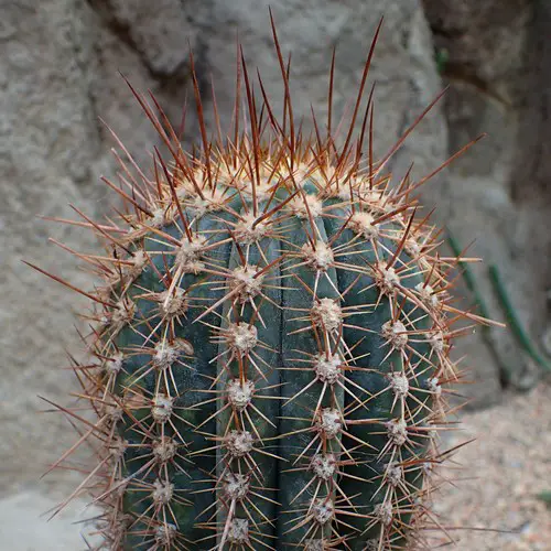 Trichocereus pasacana