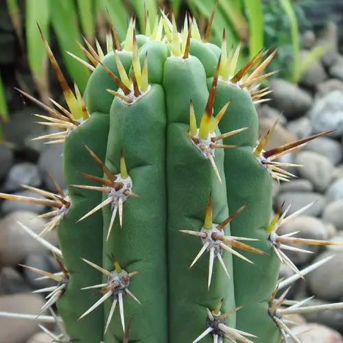 Trichocereus peruvianus (torche péruvienne)