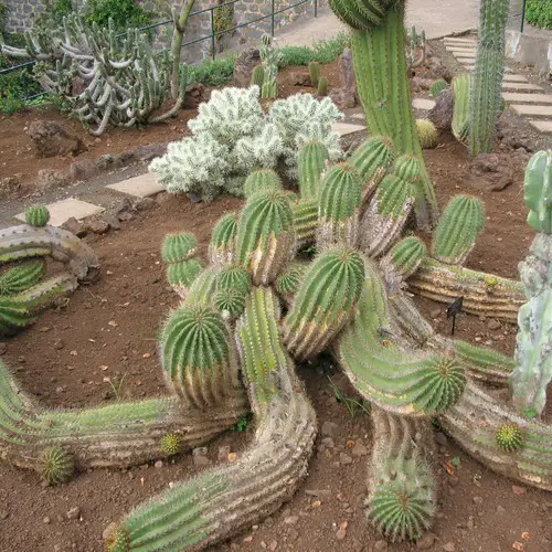 Trichocereus scopuliculus