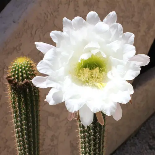 Fleur de Trichocereus spachianus