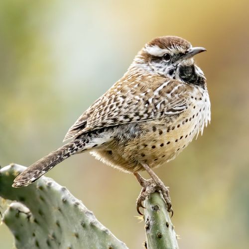 Troglodyte des cactus