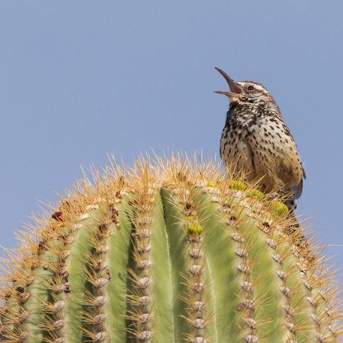 Troglodyte des cactus chant