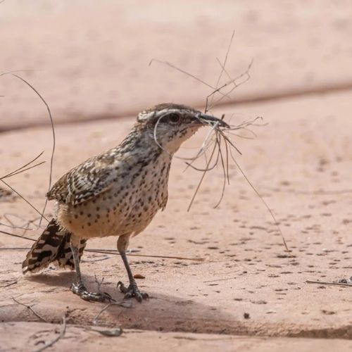 Troglodyte des cactus nid
